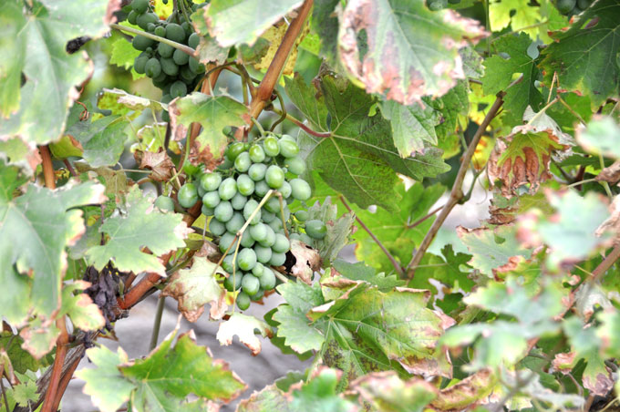 сорта винограда для алтайского края с фото и описанием